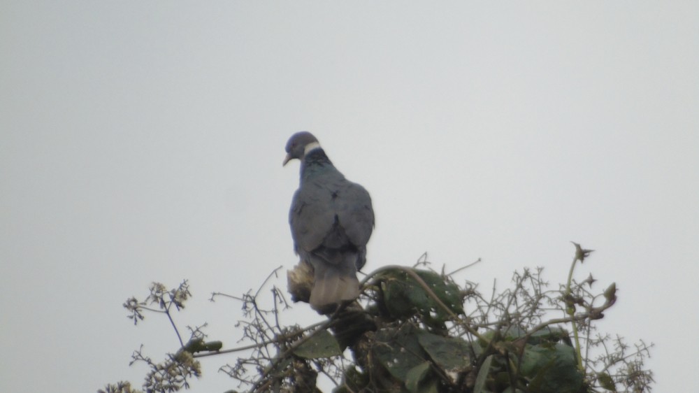 Band-tailed Pigeon - ML156144171