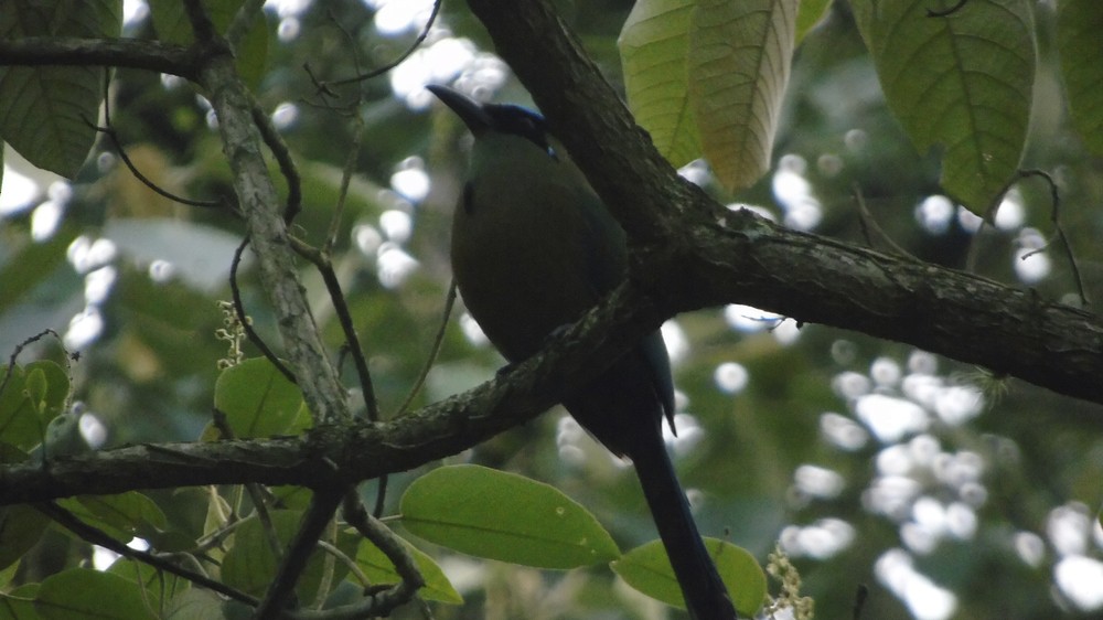 Andean Motmot - ML156144431