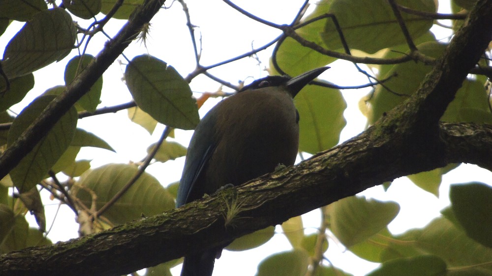 Andean Motmot - Sandra  Rairán