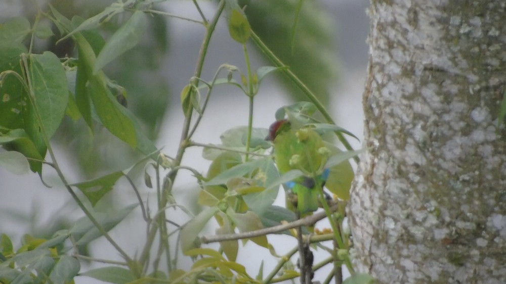 Bay-headed Tanager - ML156145071