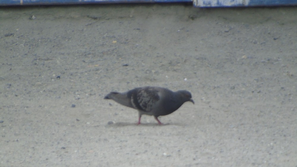 Rock Pigeon (Feral Pigeon) - ML156145241