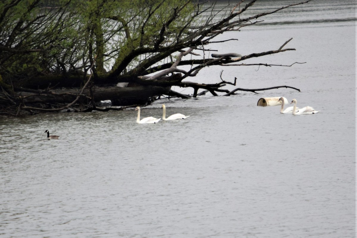 Mute Swan - ML156145511