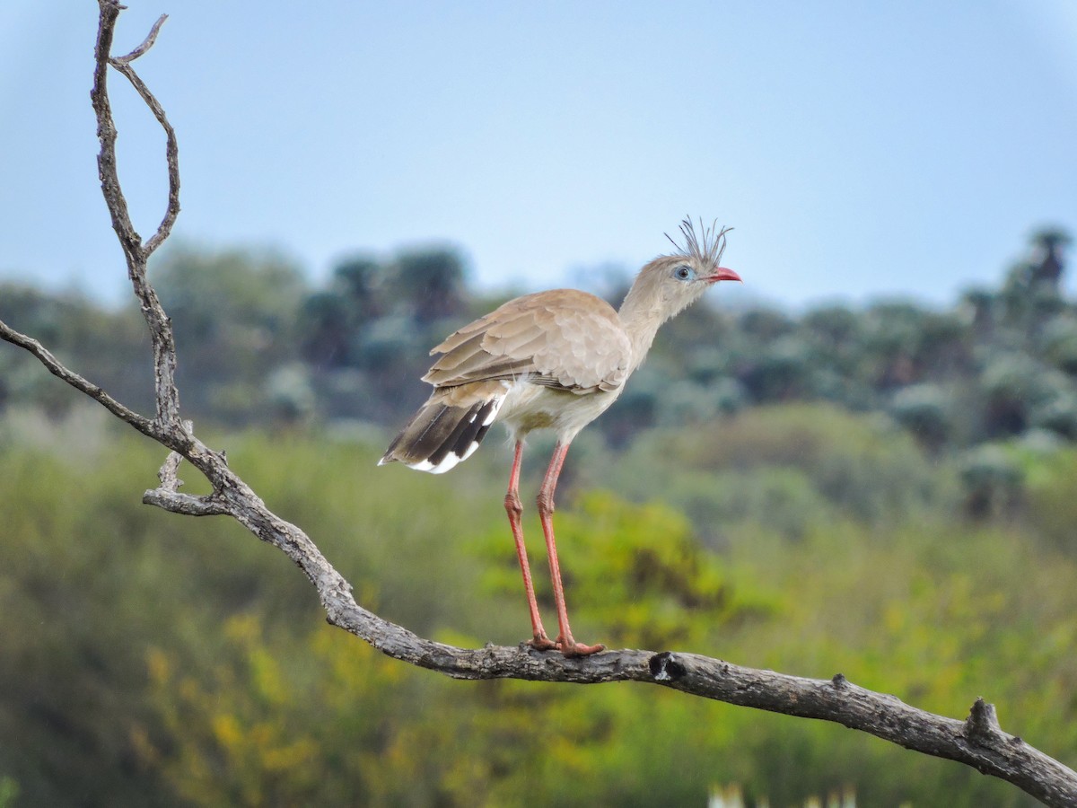 Red-legged Seriema - ML156146091