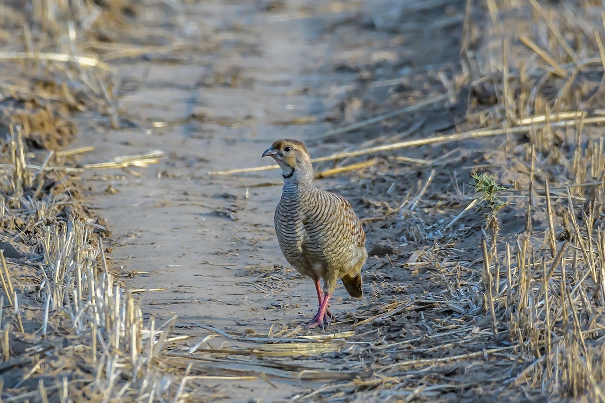 Gray Francolin - ML156148311