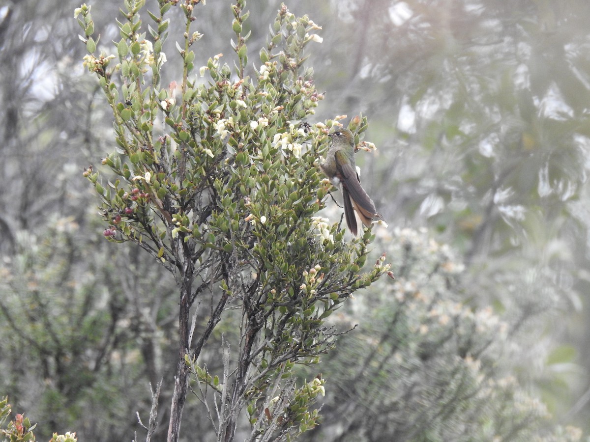 kolibřík dřišťálový - ML156148951