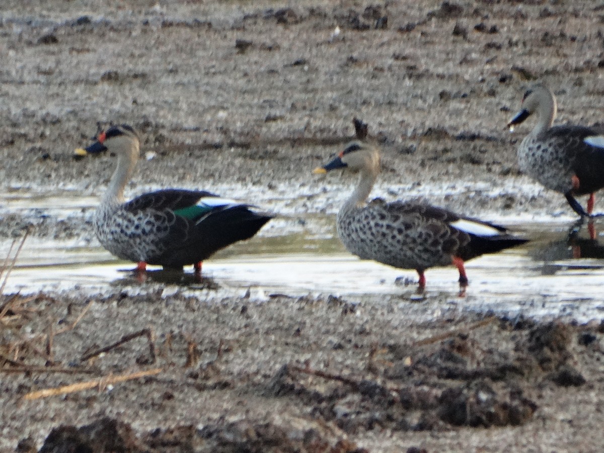 Indian Spot-billed Duck - ML156149841