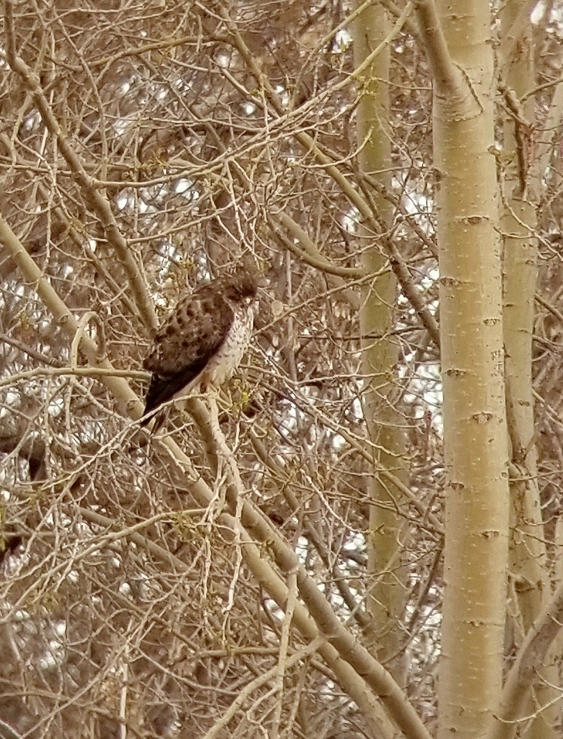 Broad-winged Hawk - ML156150081