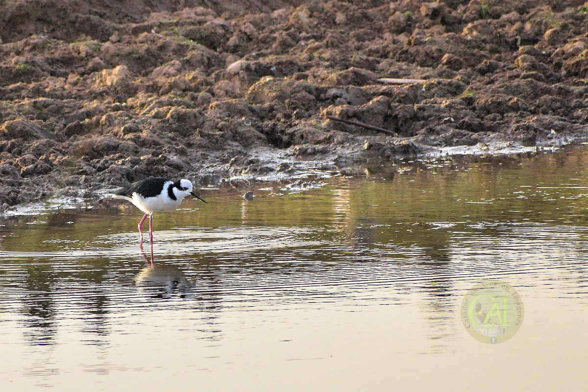 Black-necked Stilt - ML156151611