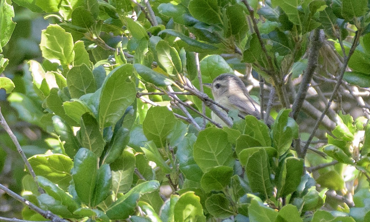 Ötücü Vireo - ML156153171