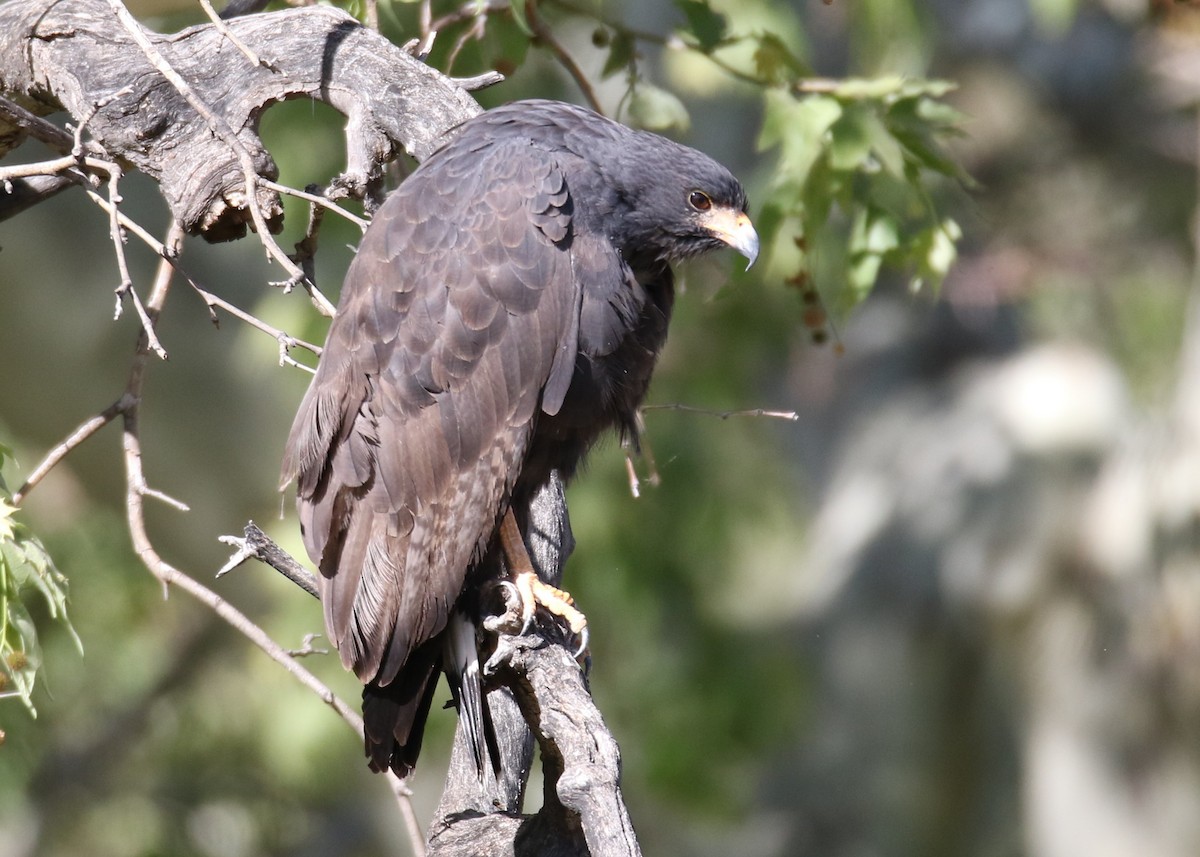 Common Black Hawk - Louis Hoeniger
