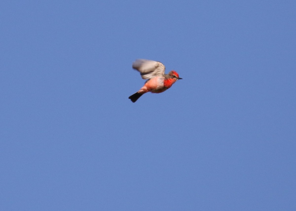 Vermilion Flycatcher - ML156154831