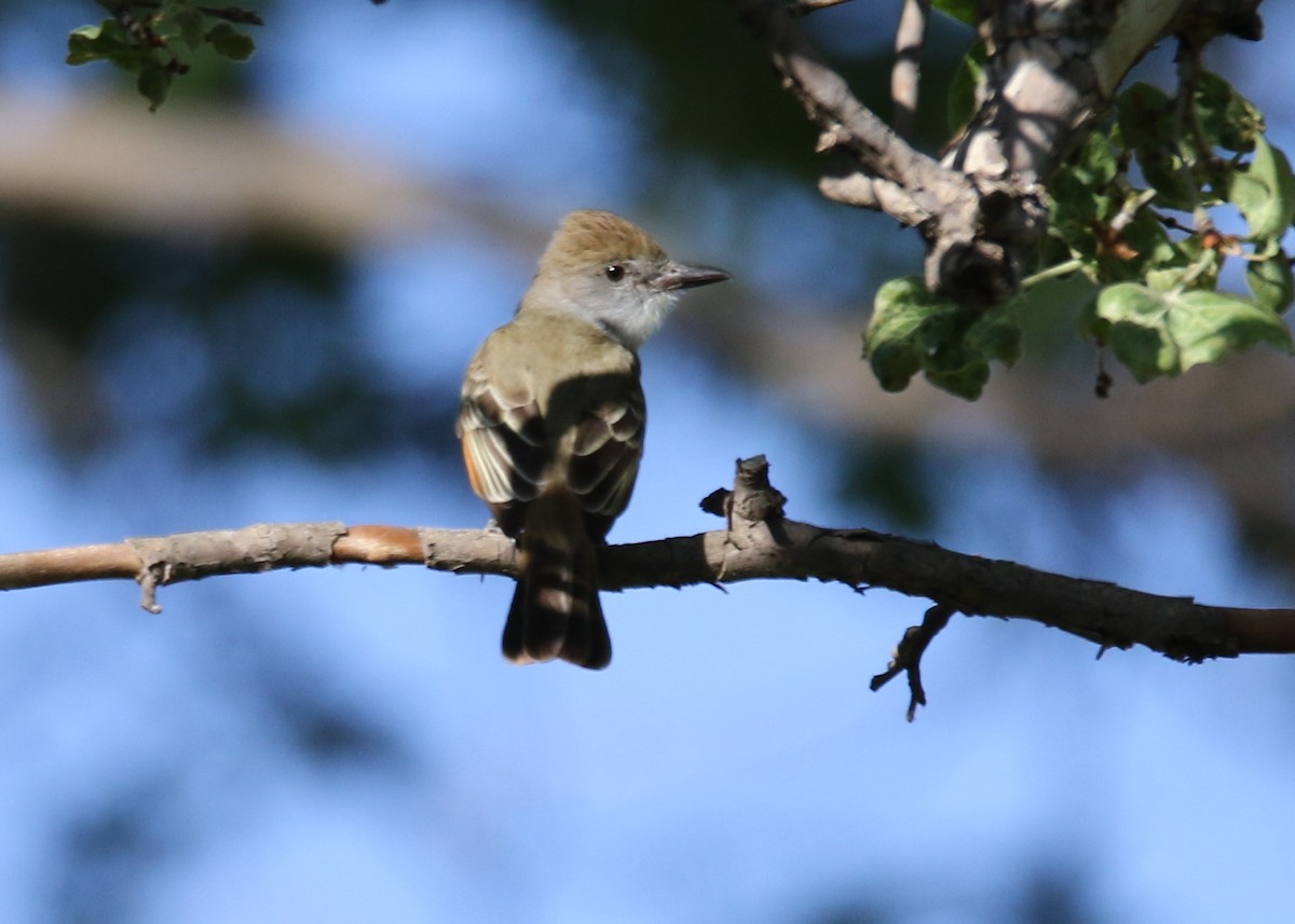 Brown-crested Flycatcher - ML156154911