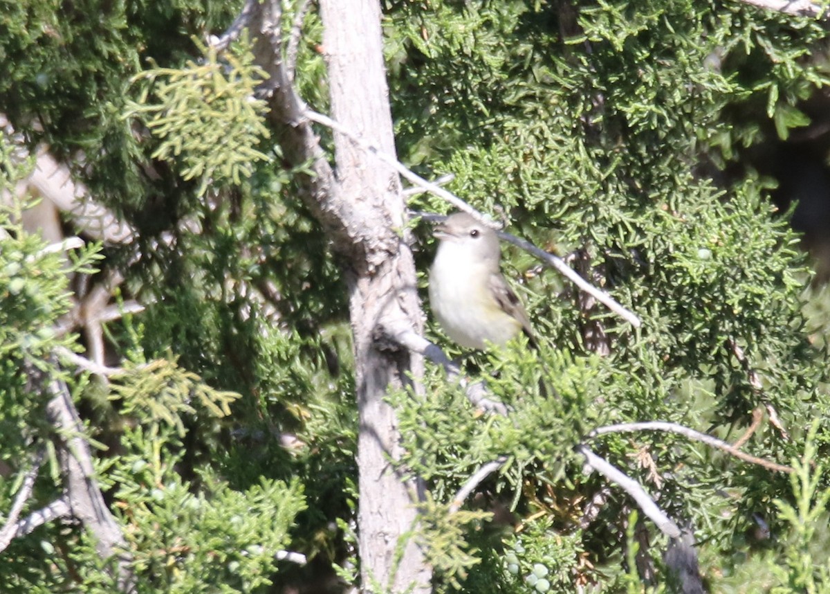 Braunaugenvireo (arizonae) - ML156154991