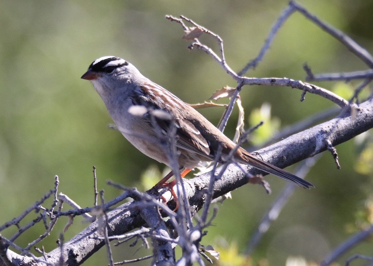 Bruant à couronne blanche (leucophrys/oriantha) - ML156155351