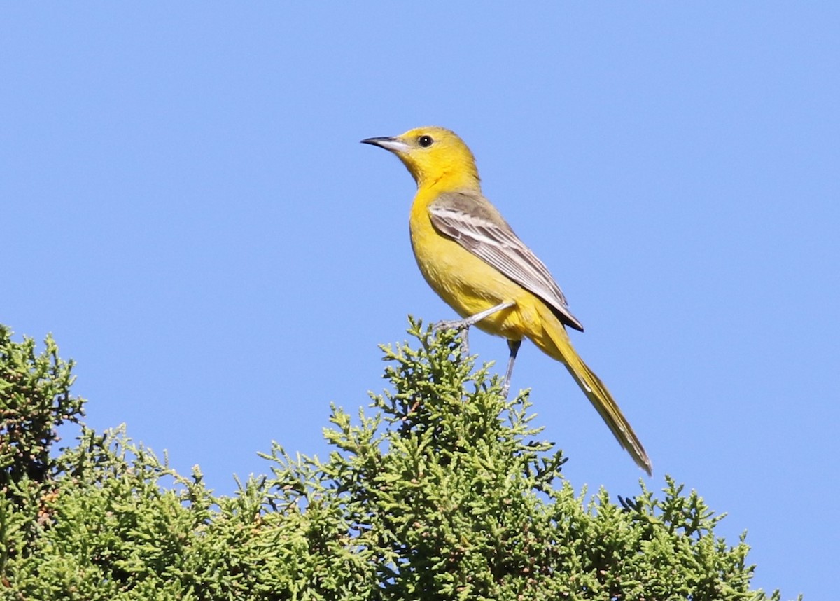 Hooded Oriole - ML156155431