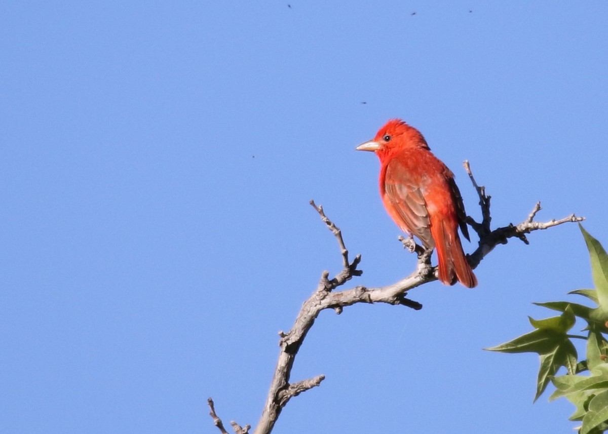 Summer Tanager - Louis Hoeniger