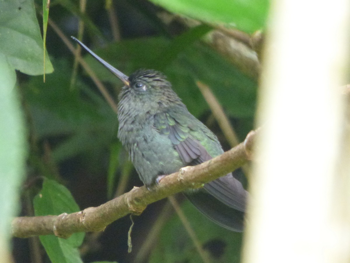 Colibrí Picolanza Mayor - ML156155931