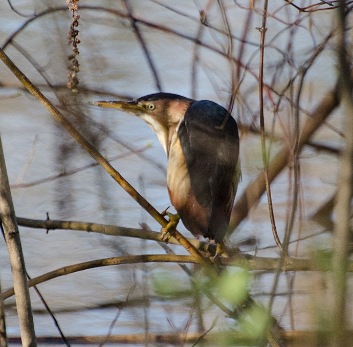 Least Bittern - ML156156121