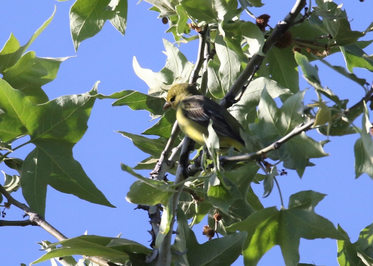 Western Tanager - ML156156171