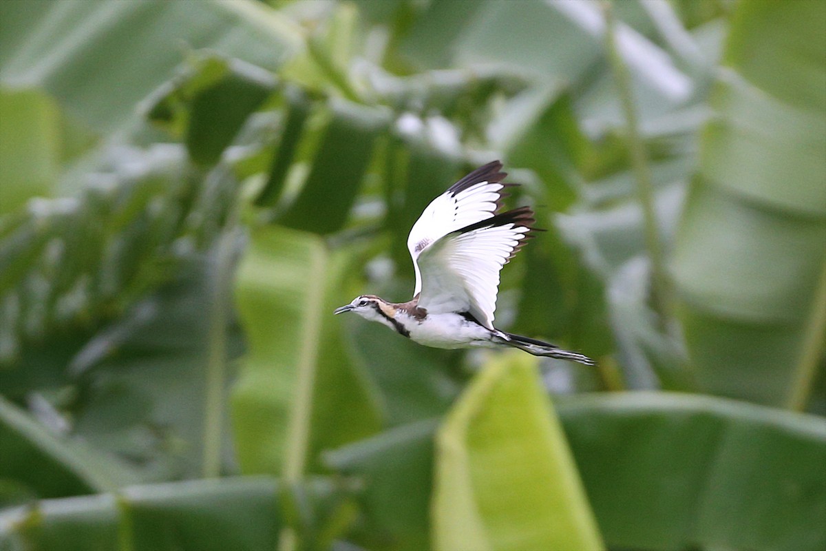 Pheasant-tailed Jacana - ML156156281