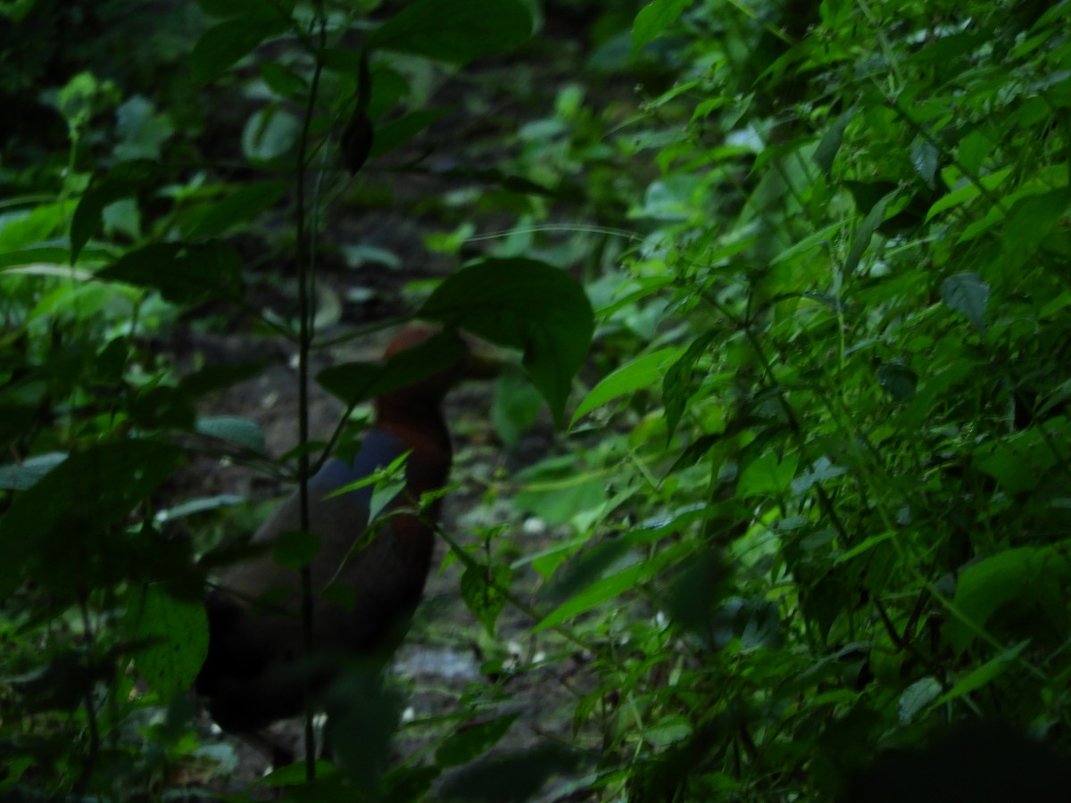 Rufous-necked Wood-Rail - ML156156641