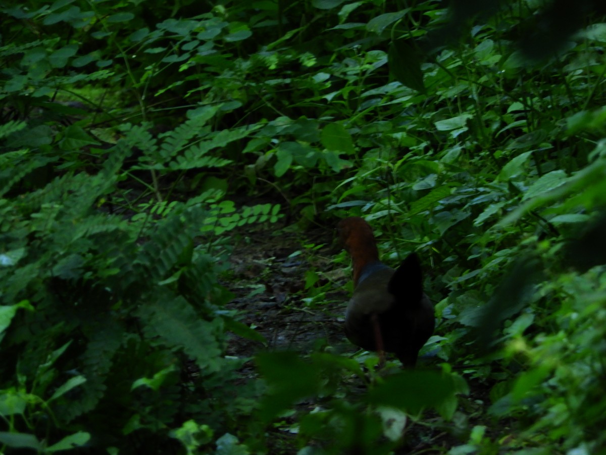 Rufous-necked Wood-Rail - ML156156681