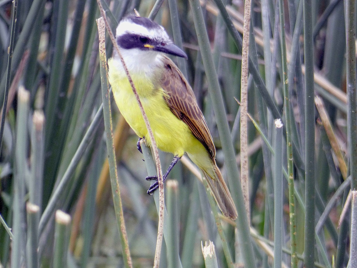 Great Kiskadee - ML156156871