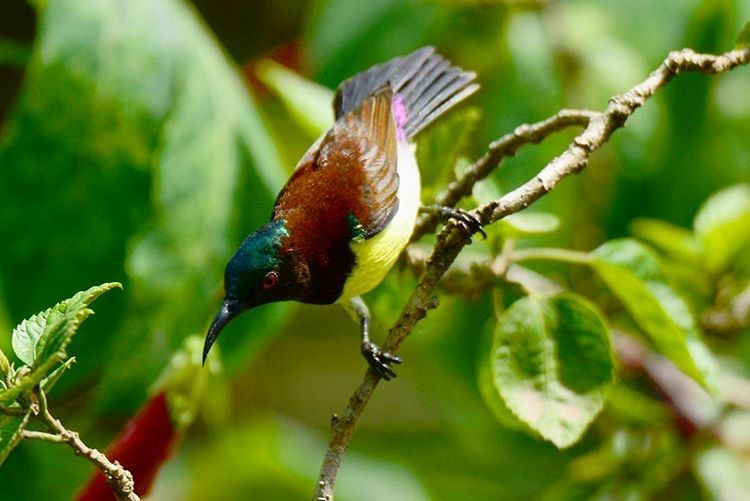 Purple-rumped Sunbird - ML156157391