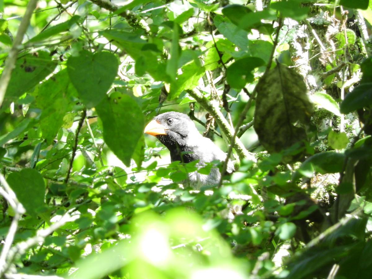 Black-cowled Saltator - ML156157451