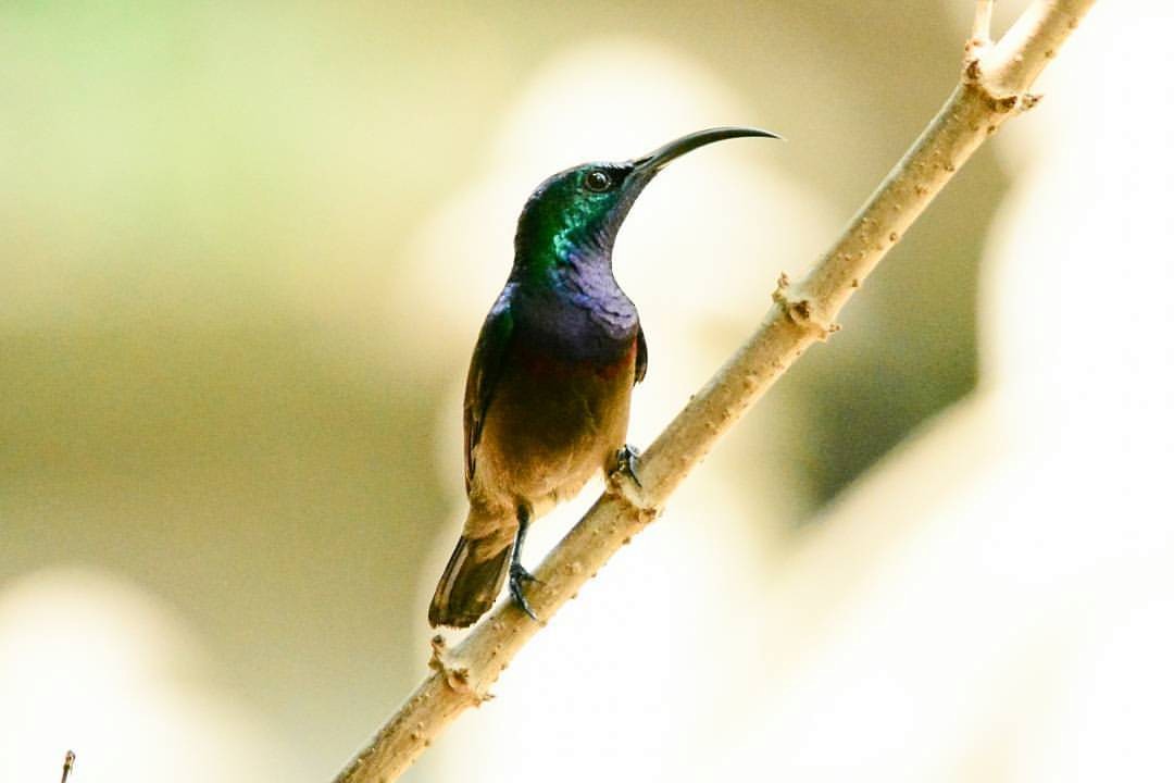 Loten's Sunbird - ML156157471