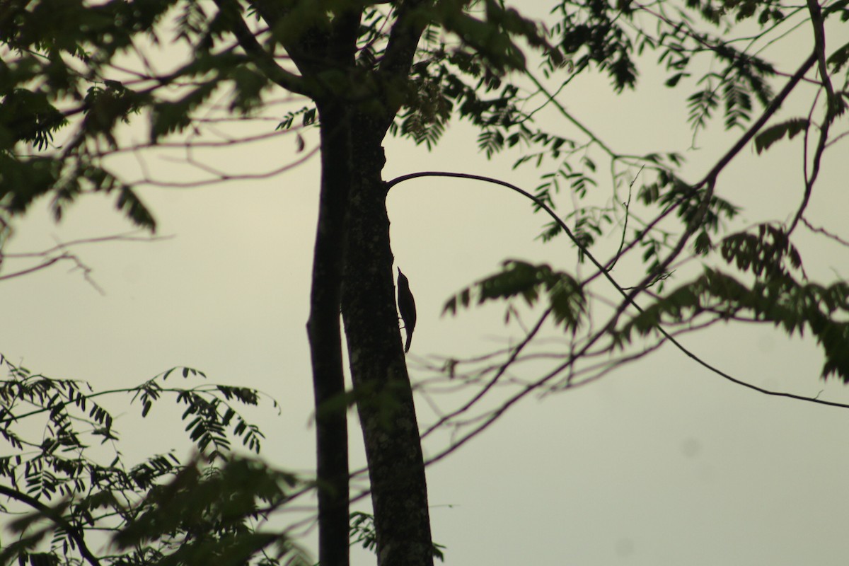 Plain-brown Woodcreeper - ML156157771