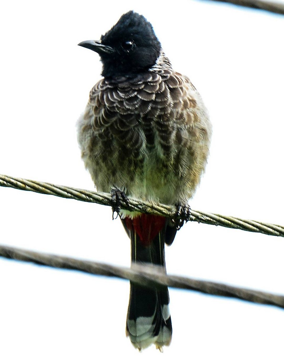 Red-vented Bulbul - ML156157781