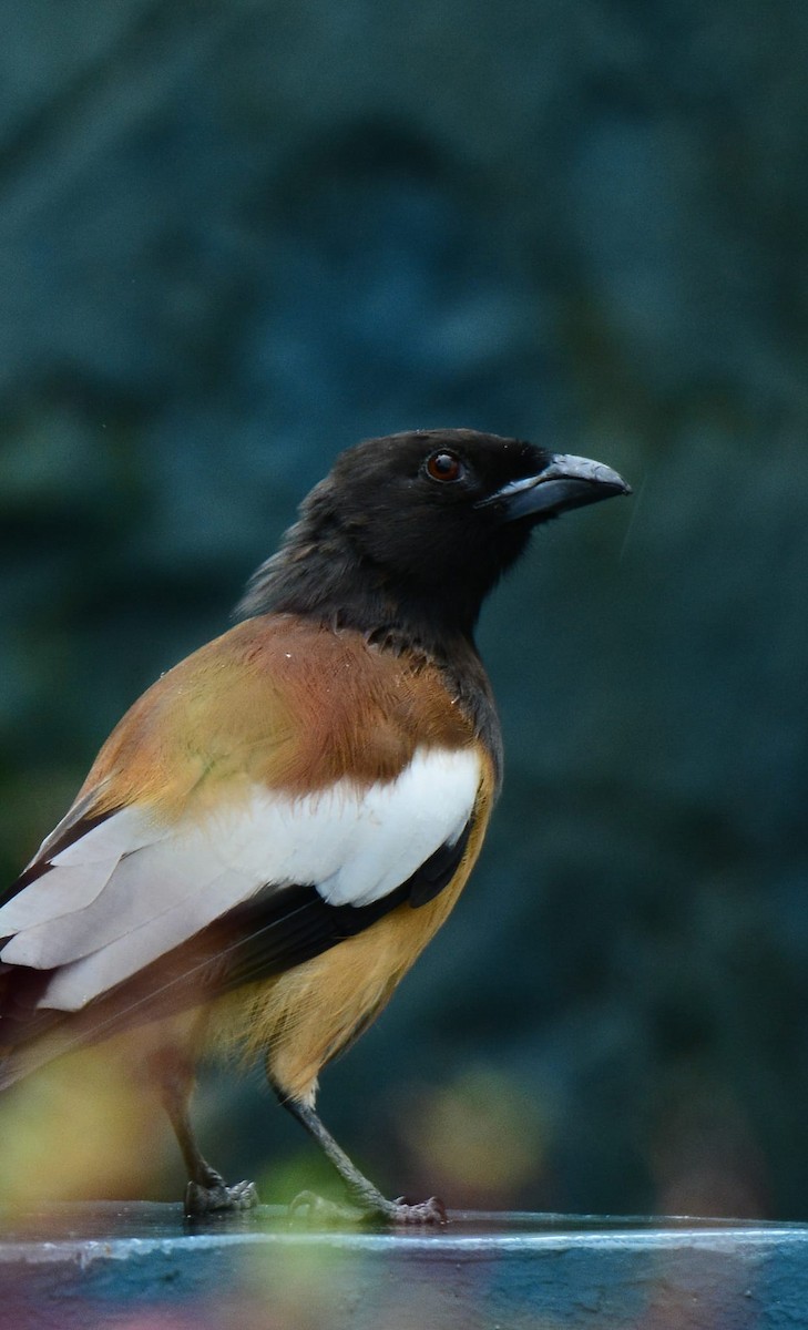Rufous Treepie - ML156157971