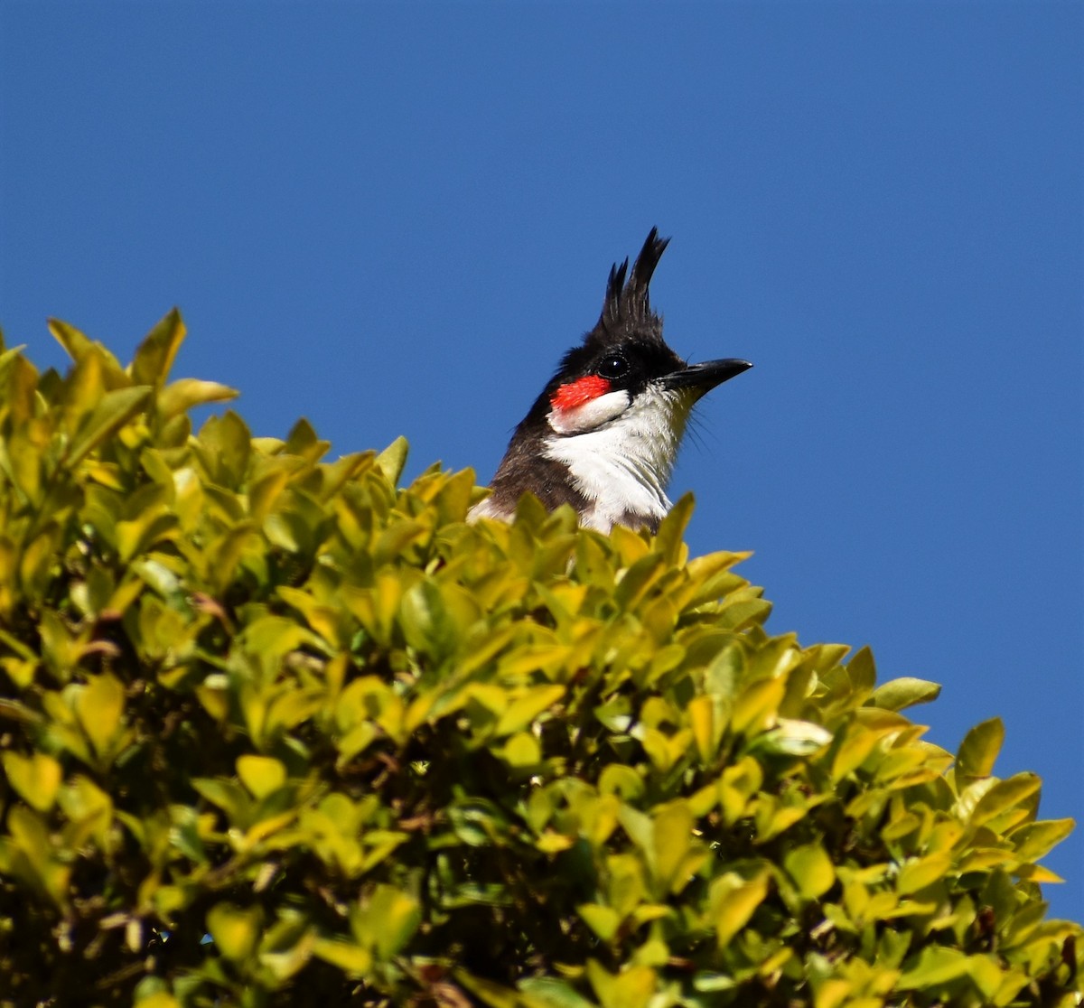 Red-whiskered Bulbul - ML156158261