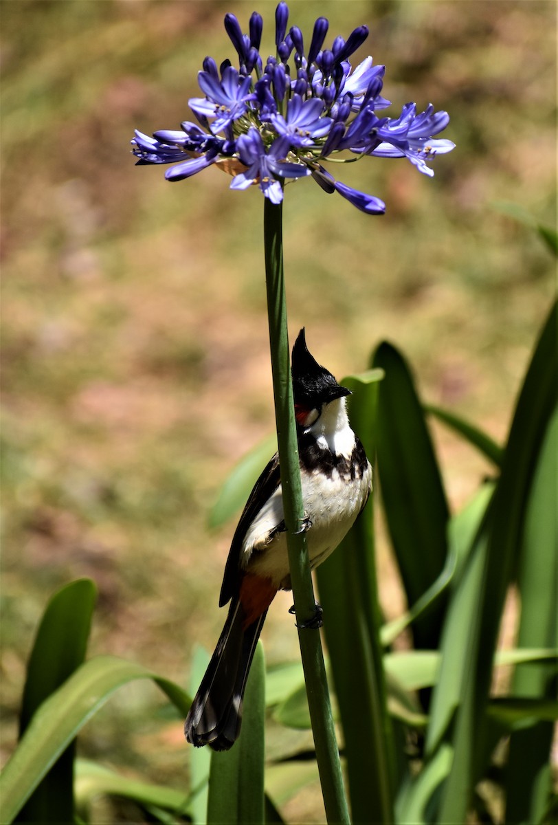 bulbul červenouchý - ML156158301