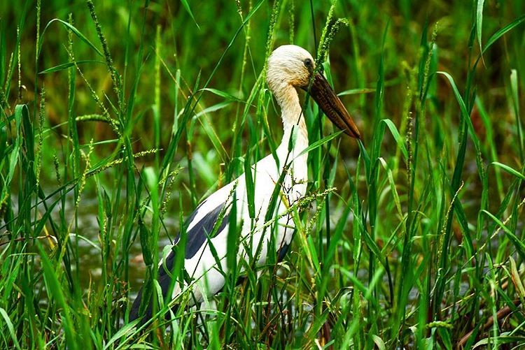 Asian Openbill - ML156159101