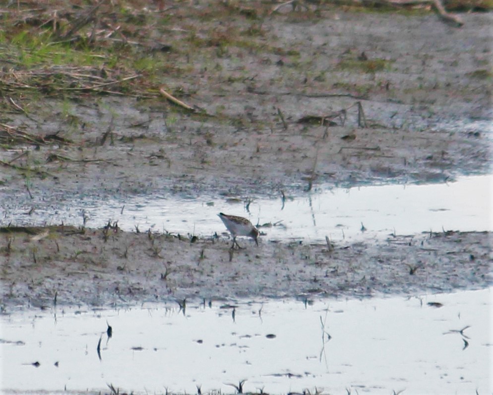 Baird's Sandpiper - ML156159191