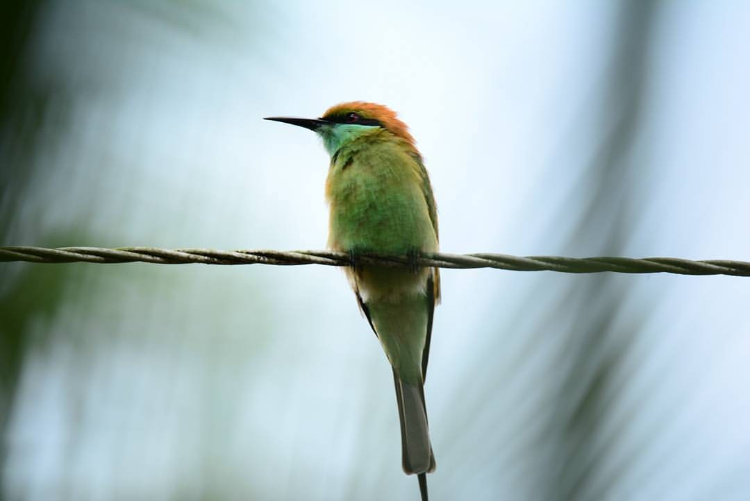 Asian Green Bee-eater - ML156159401