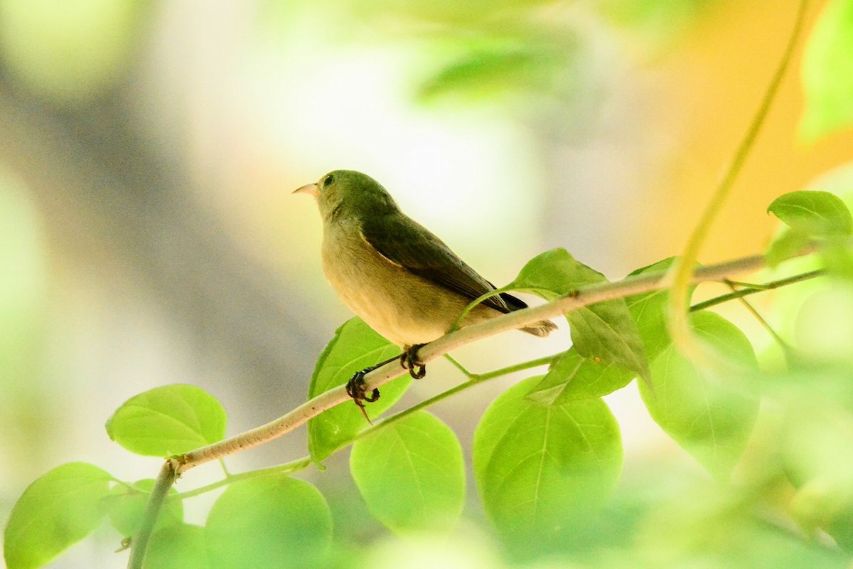 Pale-billed Flowerpecker - ML156159471