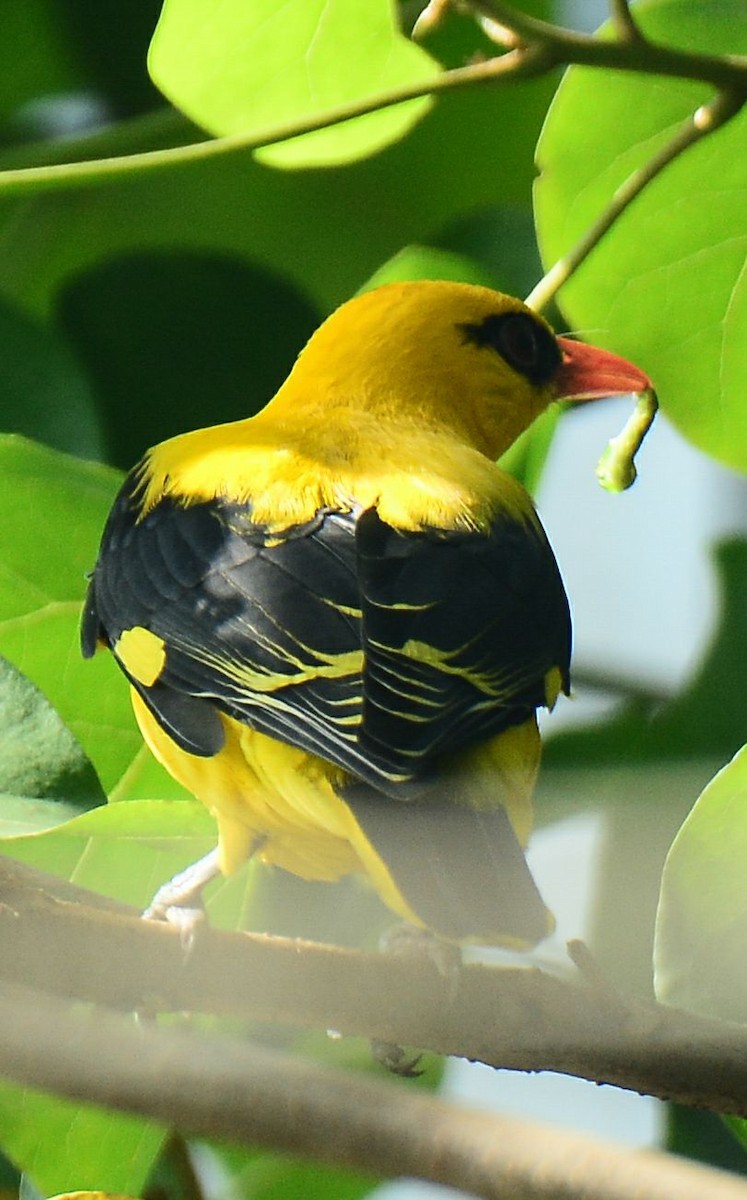 Indian Golden Oriole - ML156159621