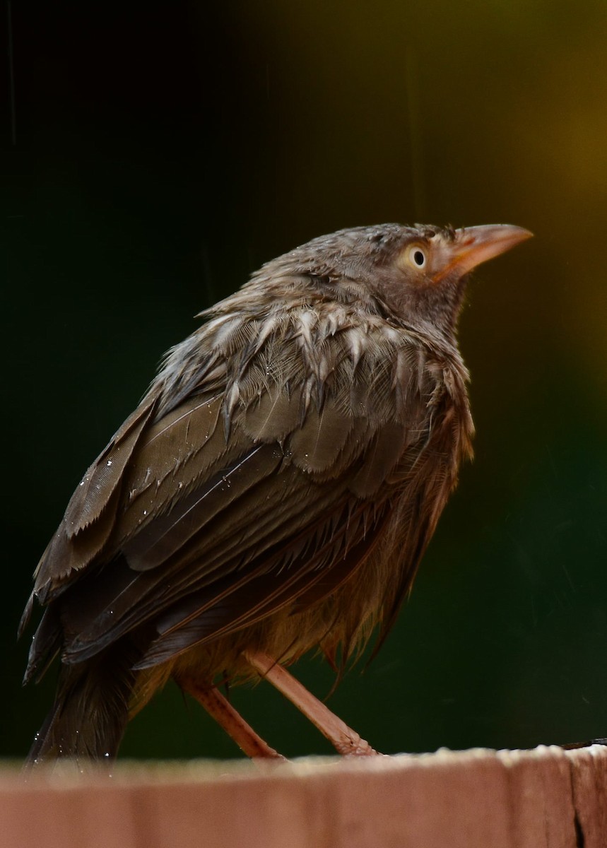 Jungle Babbler - ML156159801