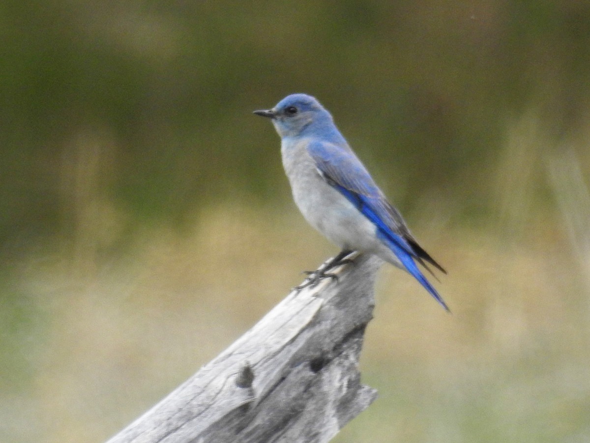 Mountain Bluebird - ML156160141