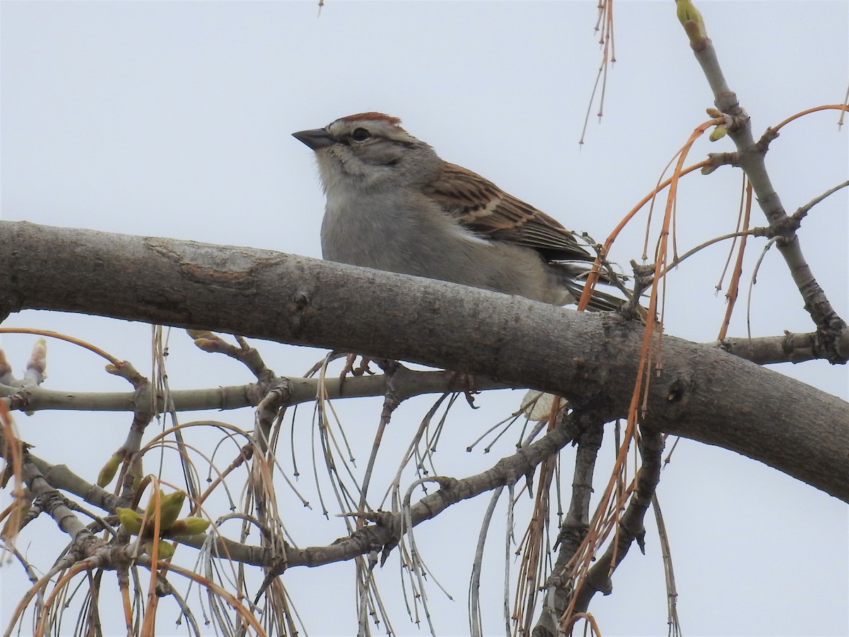 Chipping Sparrow - ML156160491