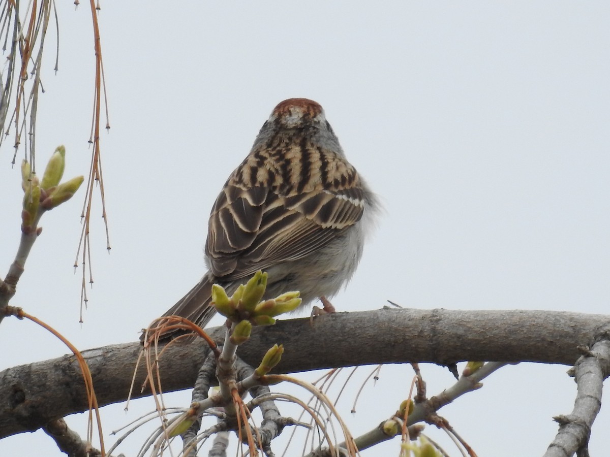 Chipping Sparrow - ML156160521