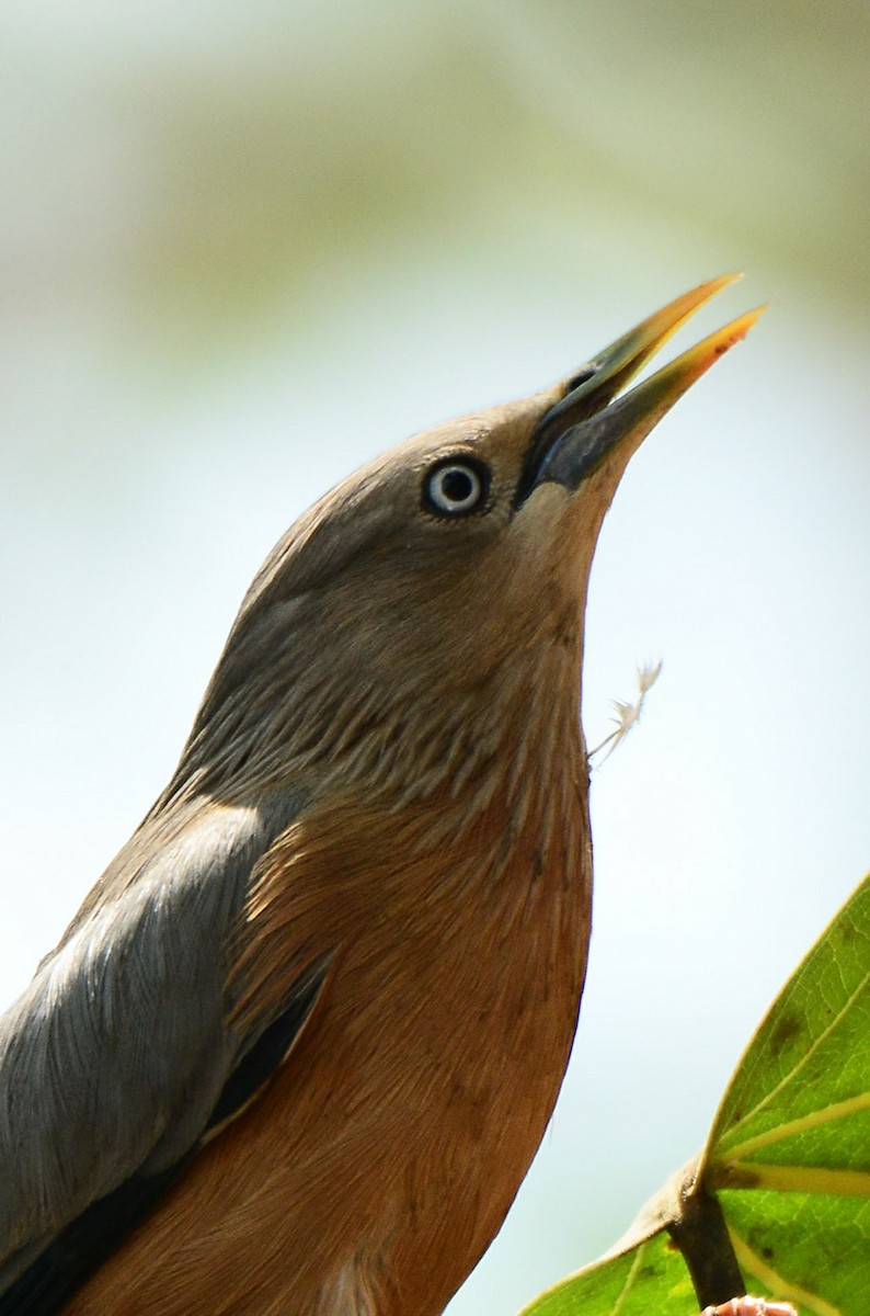 Chestnut-tailed Starling - ML156160551