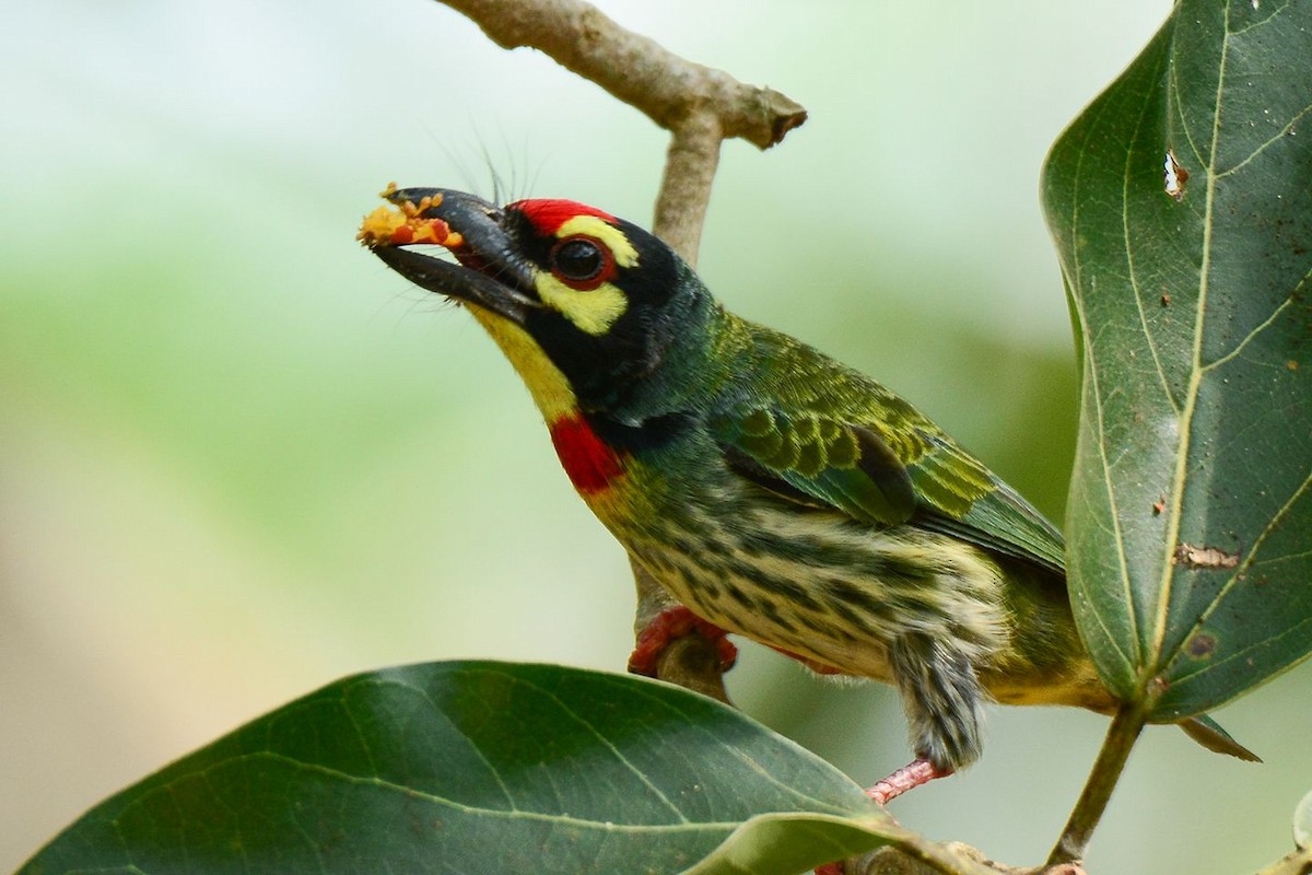 Coppersmith Barbet - ML156160671