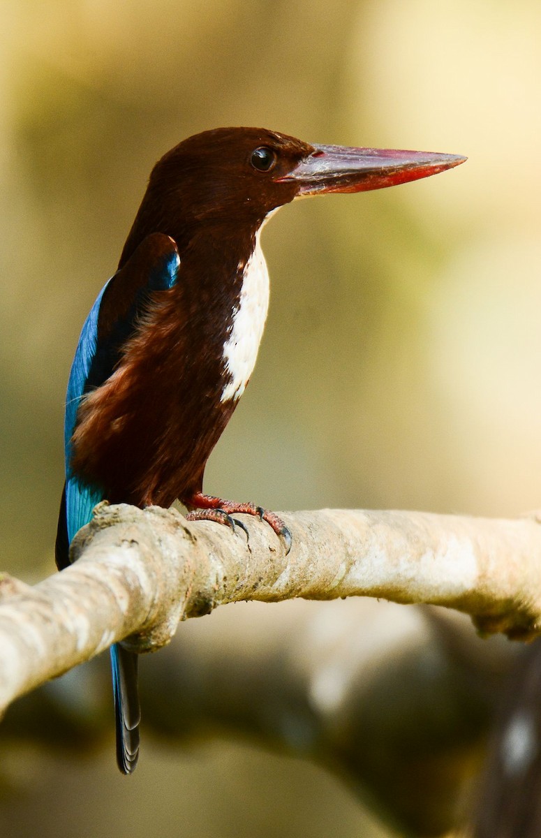 White-throated Kingfisher - ML156161381