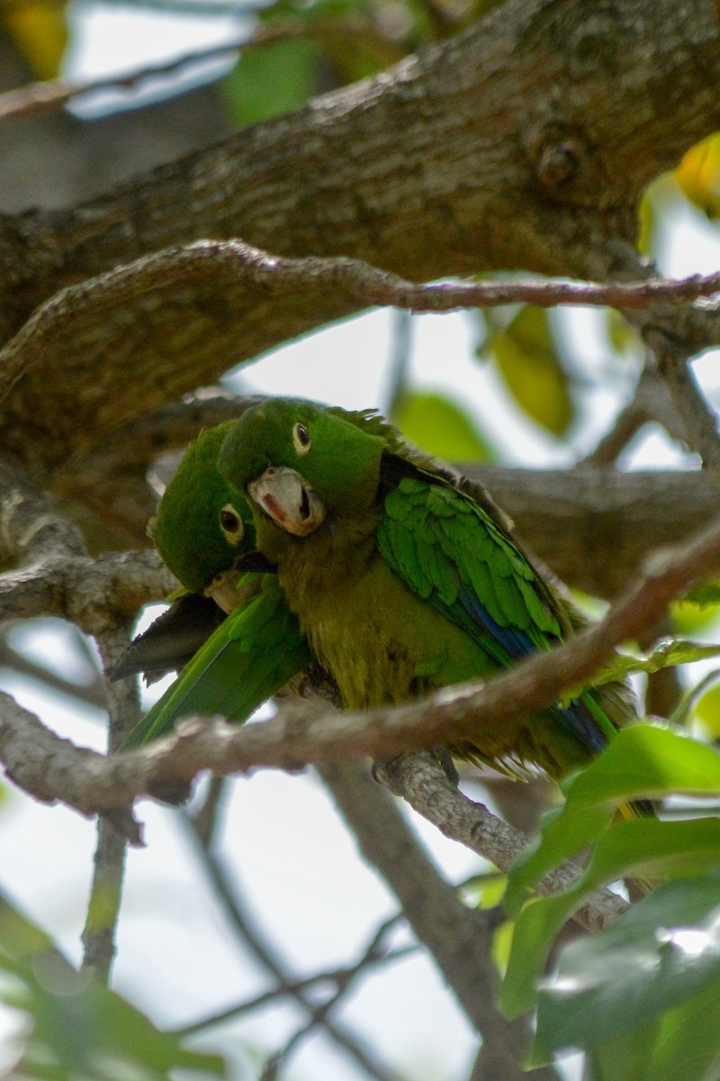 Olive-throated Parakeet - ML156162051