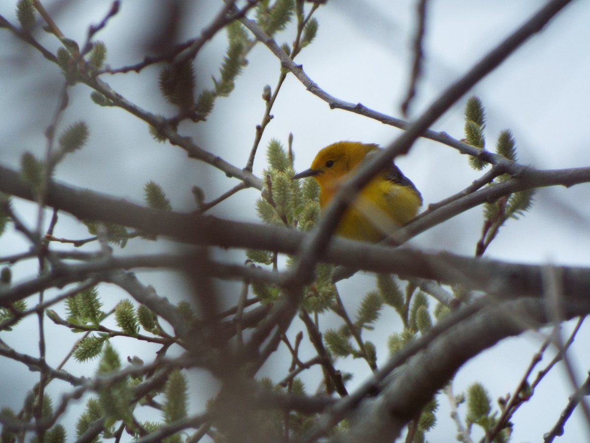 Prothonotary Warbler - ML156162301