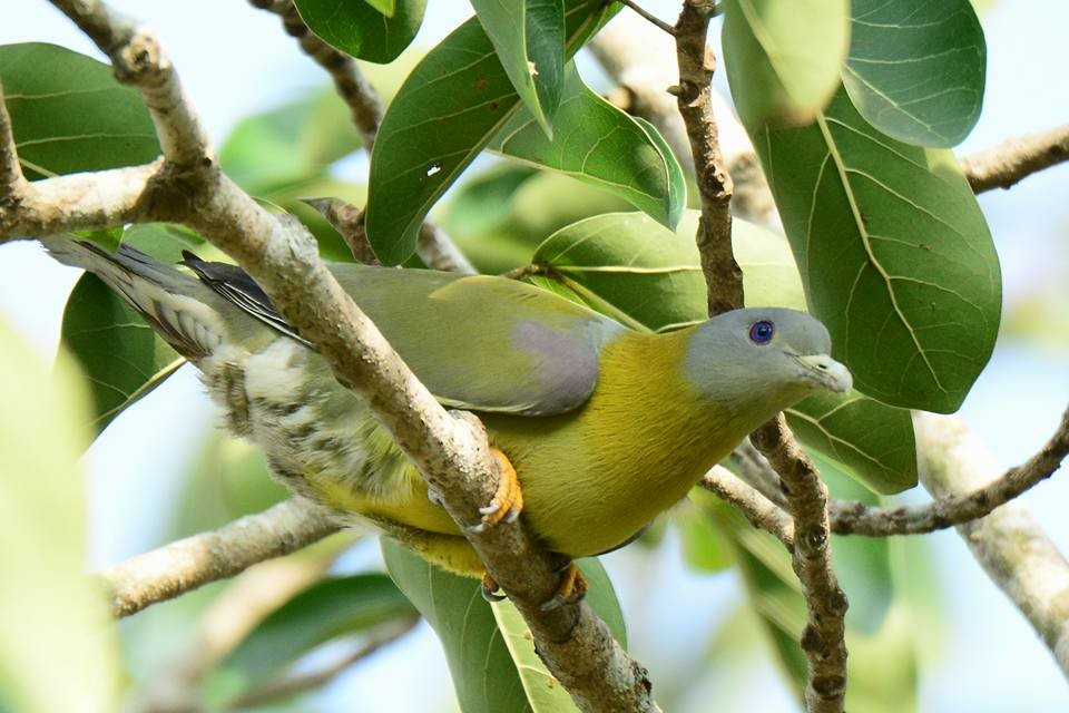 Yellow-footed Green-Pigeon - ML156162511